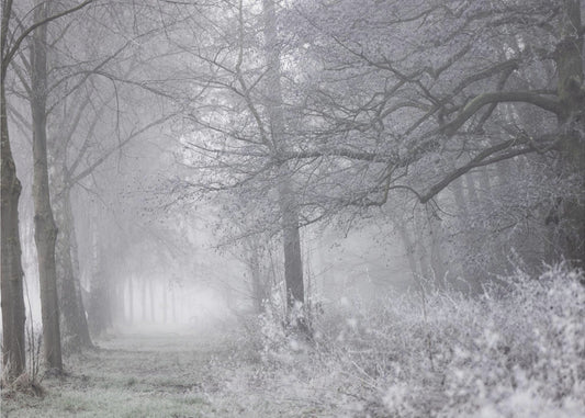 Foggy Winter Morning 1 | Poster
