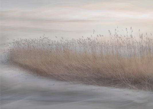 Winter Reed | Poster