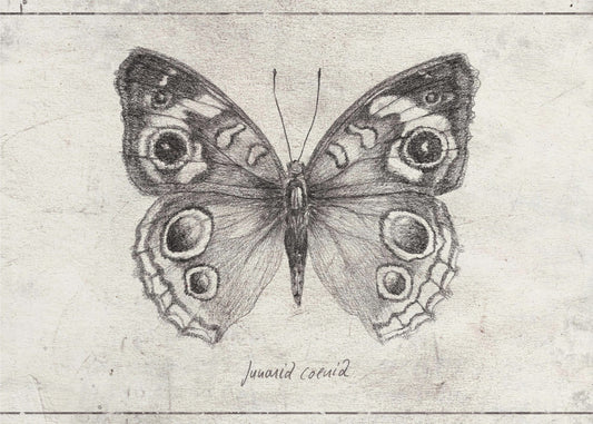 Butterfly Showcases Intricate Wing | Canvas