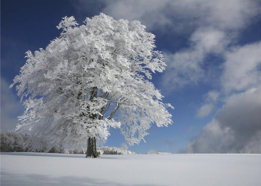White Windbuche in Black Forest | Canvas
