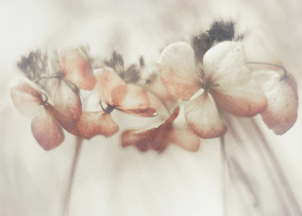 Bloomed | Canvas