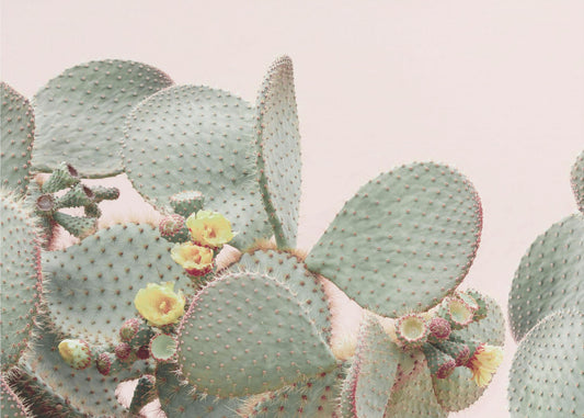 Blooming Cactus | Canvas