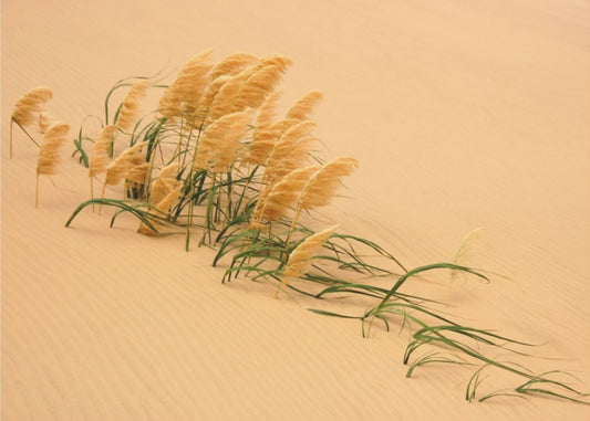 Pampas Grass in Sand Dune | Canvas
