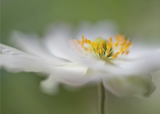 White Anemone | Canvas