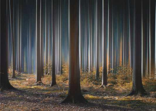 Mystic Wood | Poster