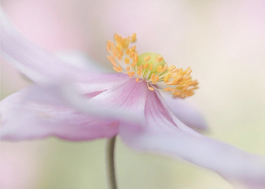 Japanese Anemone | Poster