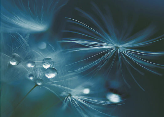 soft touch | Canvas