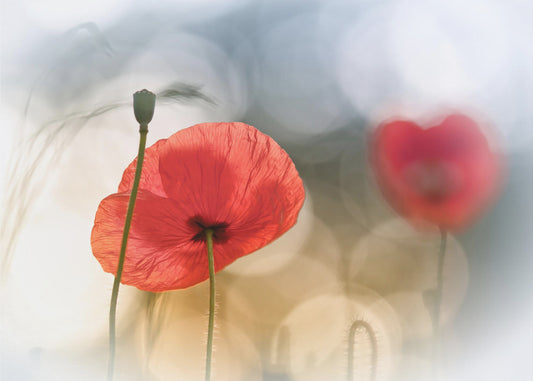 Morning Poppies | Canvas