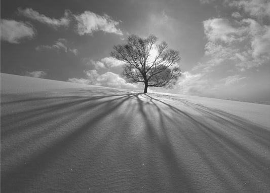 Tree Shadow | Poster