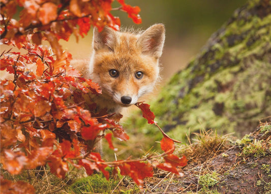 Fox | Canvas