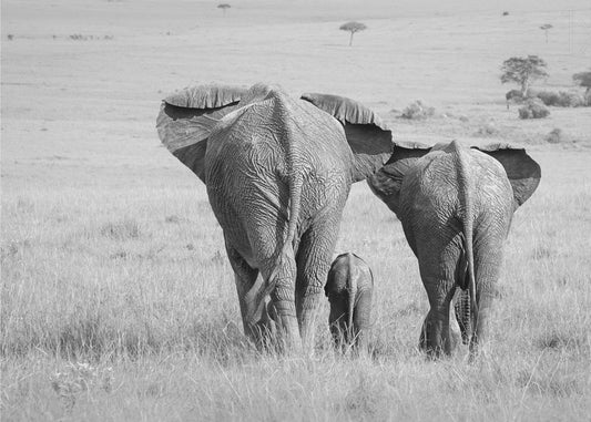 Three Butts! | Canvas