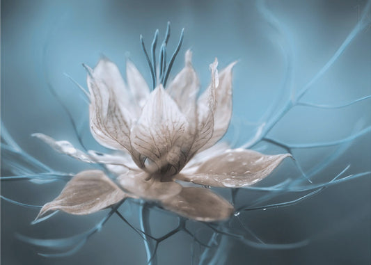 *Nigella* | Poster