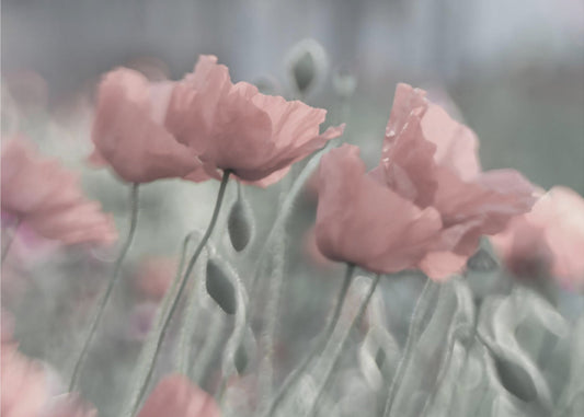 Softly | Poster