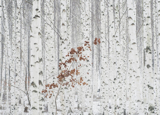 From White | Canvas