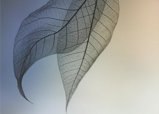 Cavatina | Canvas