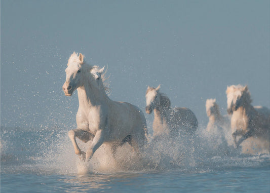 Angels of Camargue | Canvas