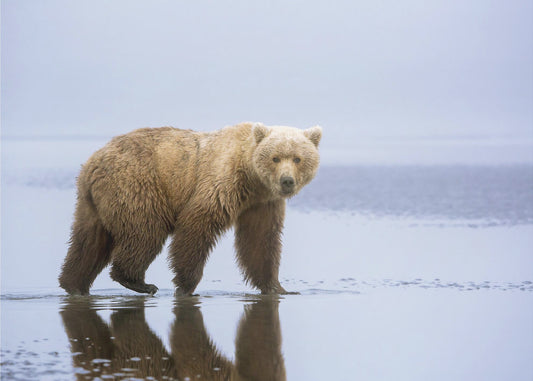 The Bear Walk | Poster