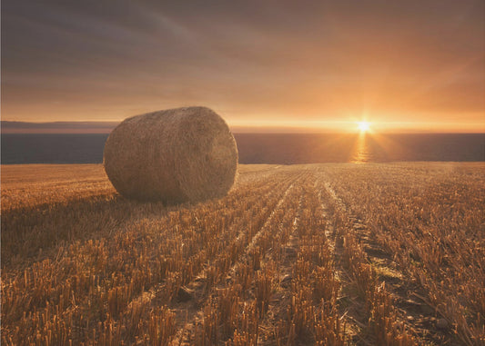 Gold Harvest | Canvas
