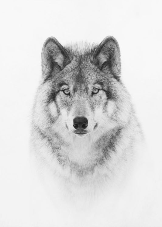 Portrait of a Timber Wolf | Canvas