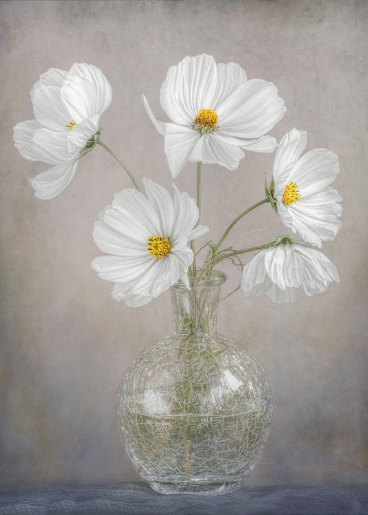 Simply Cosmos | Canvas