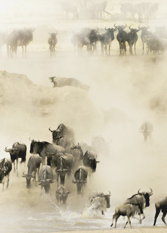 Swarming | Canvas