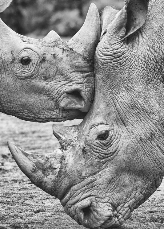 Face to face | Canvas