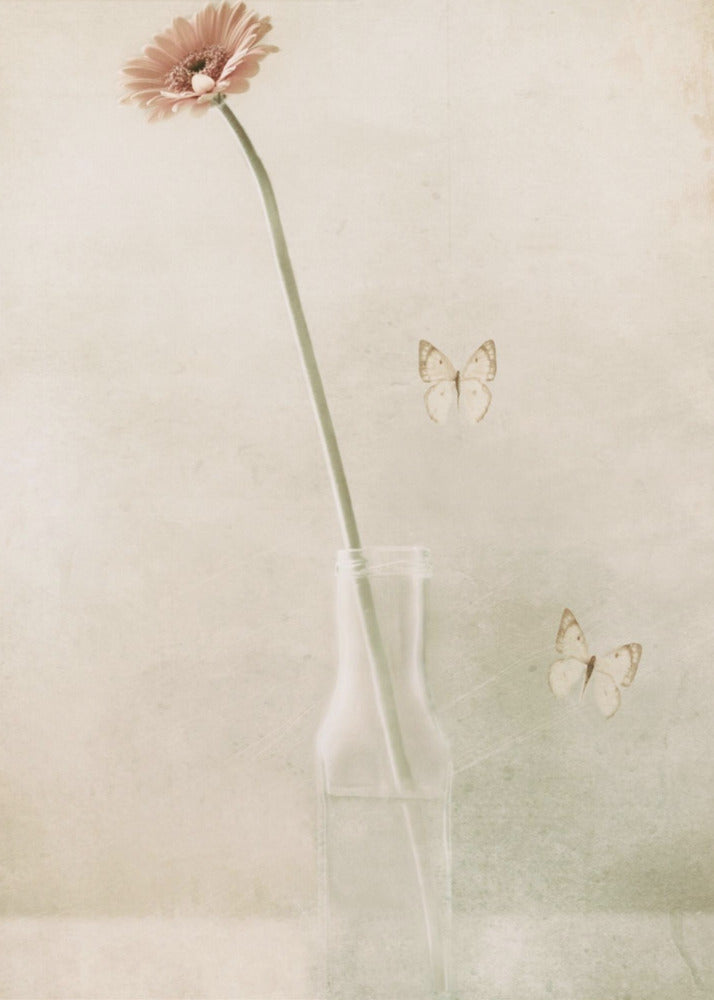 Miss Daisy | Canvas