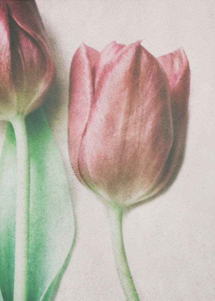 The Spring Lovers | Poster