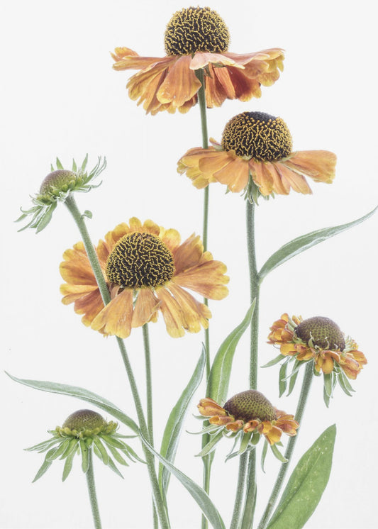 Helenium | Poster