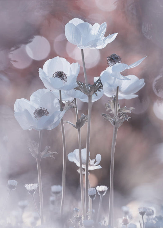 All the flowers of all the tomorrows are in the seeds of today | Poster