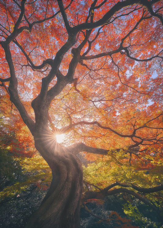 The Japanese Tree | Poster