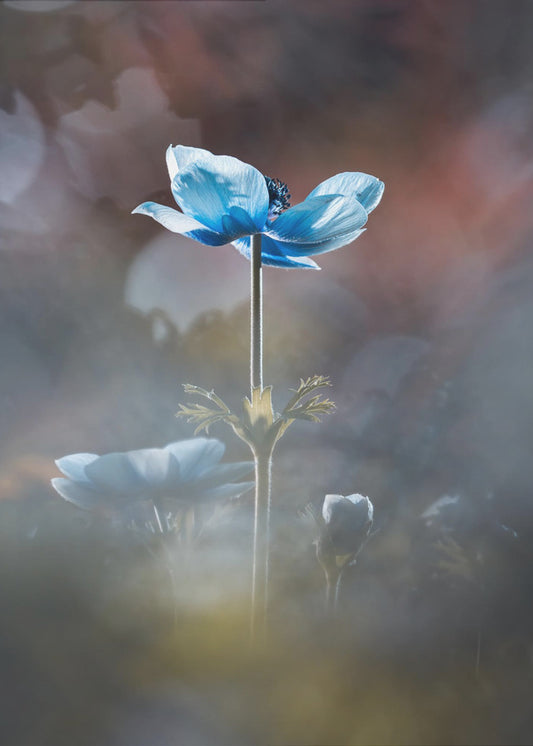 Blossom like a flower | Canvas