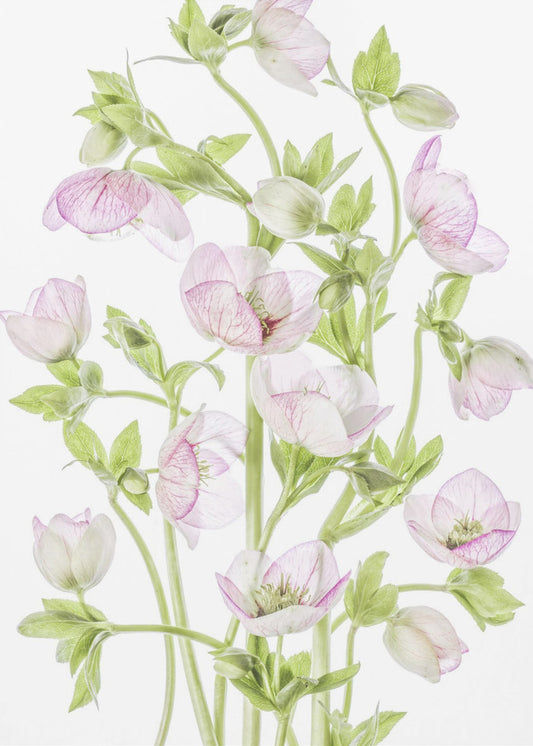 Hellebore | Poster
