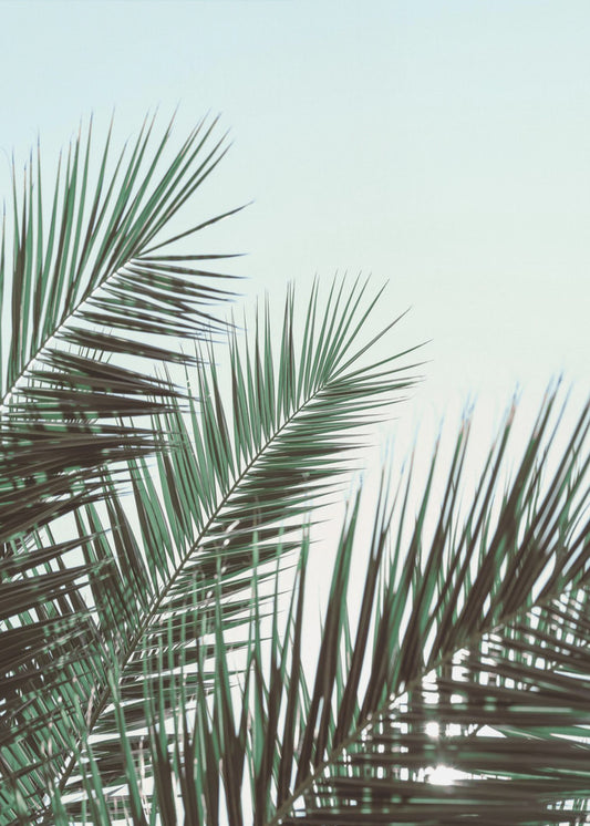 Palm leaves, sky_1 | Poster
