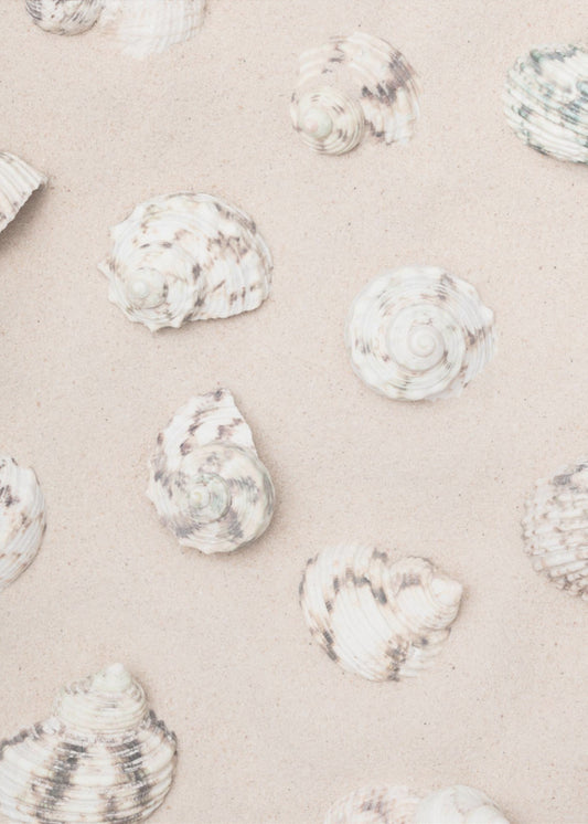 Shells_2 | Poster
