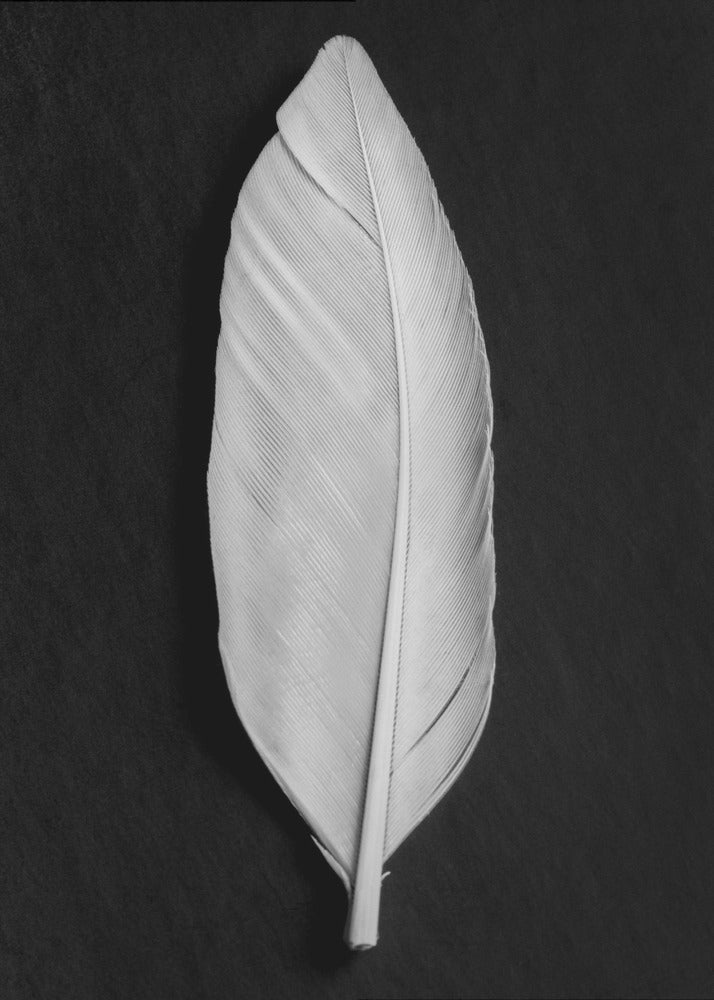Feather_008 | Canvas