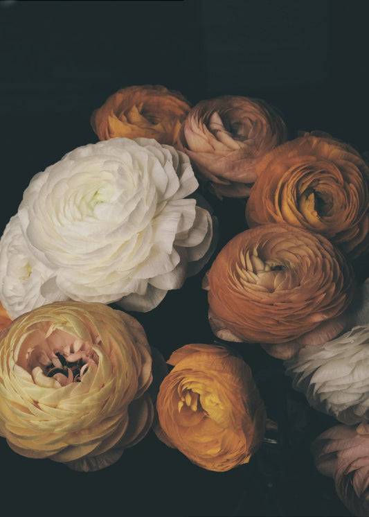 Ranunculus | Poster