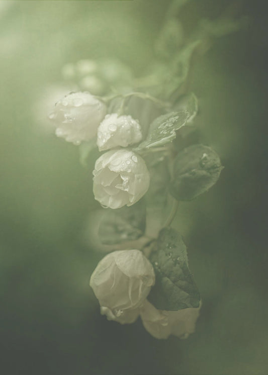 Jasmine | Poster