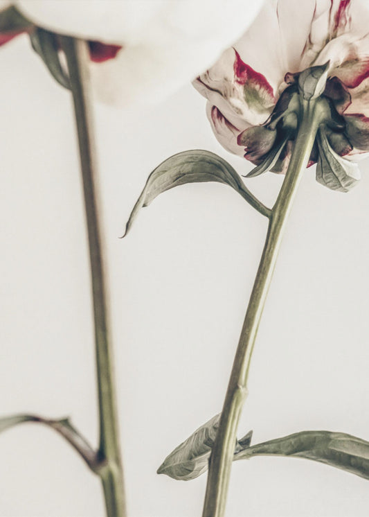 Peony 01 | Canvas