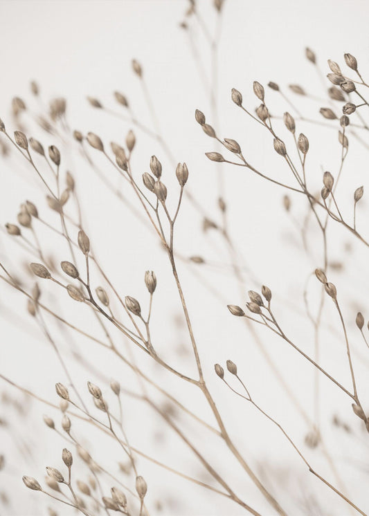 Wild Grass | Poster