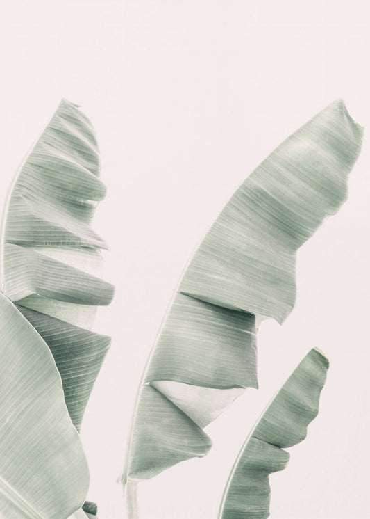 Blush Banana Leaves | Poster