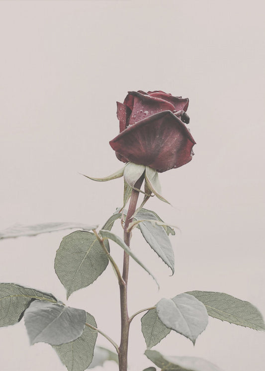 Rose | Poster