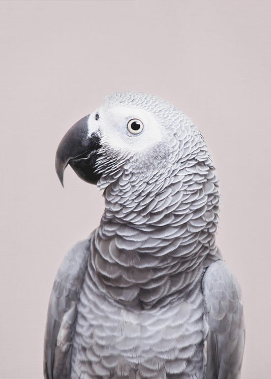 African Grey | Poster