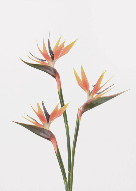 Birds of Paradise | Poster