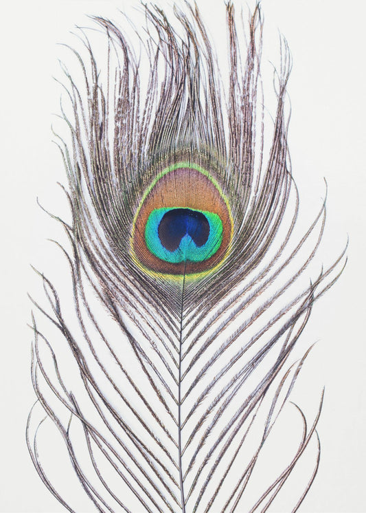 Peacock Feather | Poster