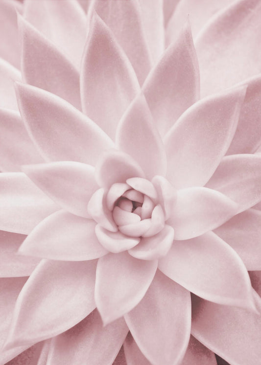 Pink Succulent | Poster