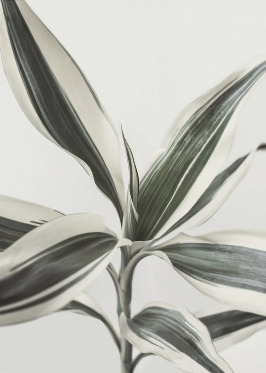 Foliage | Poster