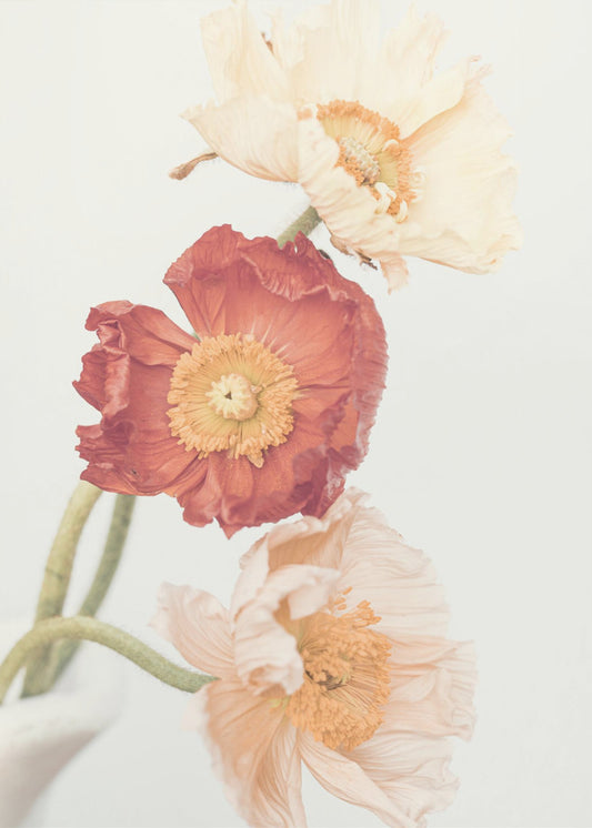 Poppies | Poster