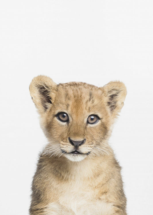 Baby Lion | Poster