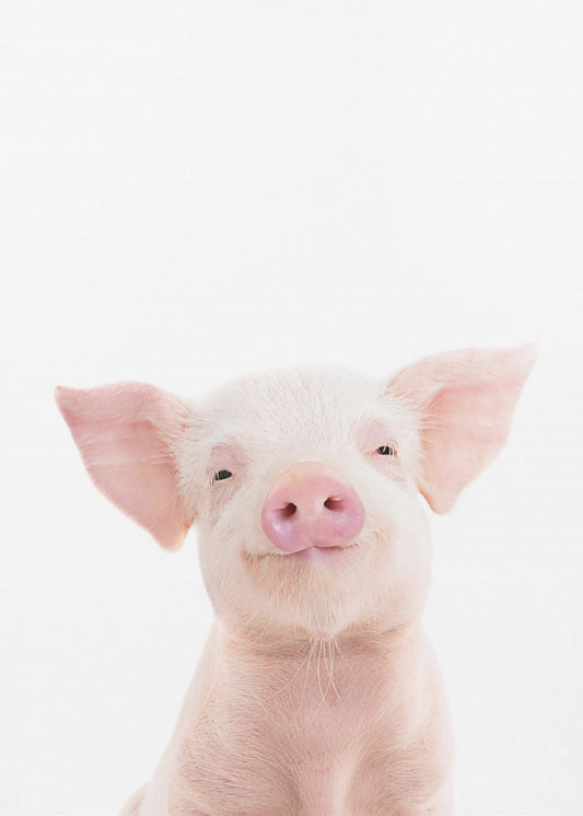 Baby Pig | Poster